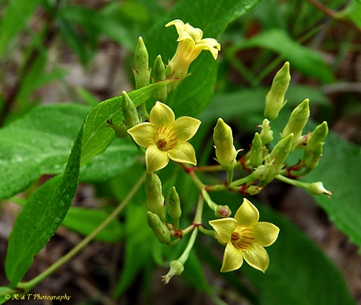 {Thyrsanthella difformis}